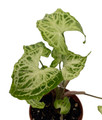 Batik Arrowhead Plant - Syngonium - Nepthytis - 2.5" Pot