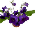 Ladyslippers® Deep Blue Vein Streptocarpus - 4" Pot - Collector's Series