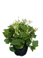 Green Shamrock Plant - Lavender/White Flowers - Oxalis - 6" Pot