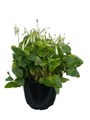 Green Shamrock Plant - Lavender/White Flowers - Oxalis - 6" Pot