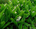 White Lily of the Valley 6 Pips - Convallaria majalis - Great for Shade!