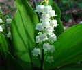 White Lily of the Valley 6 Pips - Convallaria majalis - Great for Shade!