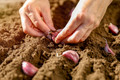 Red Shallots - 15 Bulbs - 9/15 cm Bulbs - Preferred by Chefs