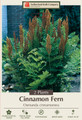 Hardy Cinnamon Fern - Osmunda cinnamomea - 2 Top Size Roots