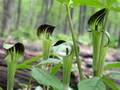 Jack-in-the-Pulpit/Cobra Lily - Arisaema triphyllum - 2 Top Size Bulbs