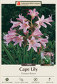 Giant Pink Powell's Crinum rosea - Cape Lily 1 Bulb 24/+ cm
