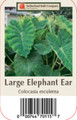 Elephant Ear - 1 Large Bulb 13/15" - Colocasia esculenta