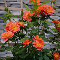 RISE UP EMBERAYS® Rose - Proven Winners - 4" Pot