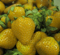 Rare Yellow Wonder™ Alpine Strawberry - 4 Plants 2.5" Pots - Everbearing