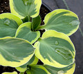 Mini Mighty Mouse Hosta - Dwarf/Fairy Garden - 4" Pot