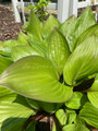First Blush Hosta - Deep Green with Red Edges - 4" Pot
