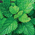Lemon Balm Perennial - Melissa officinalis - 4 Plants - 2.5" Pots