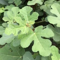 Chicago Hardy Fig - Ficus carica - 4" Pot