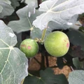 Chicago Hardy Fig - Ficus carica - 4" Pot