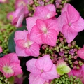 Tuff Stuff Top Fun® - Mountain Hydrangea - Hydrangea serrata - 4" Pot