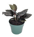Pin Stripe Prayer Plant - Calathea ornata - Easy House Plant - 4" Pot-Live Plant
