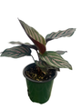 Pin Stripe Prayer Plant - Calathea ornata - Easy House Plant - 4" Pot-Live Plant