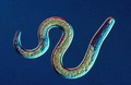 Live Beneficial Nematodes-10 Million-Dr.Pye's Scanmask- Kills 230 Different Bugs