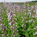 Whispurr™ Pink Catmint Perennial - Nepeta faassenii - Quart Pot