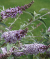 Monarch® Glass Slippers Butterfly Bush - Buddleia - 2.5" Pot