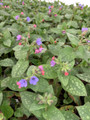 Mrs. Moon Lungwort Perennial - Pulmonaria - 4" Pot - Loves The Shade