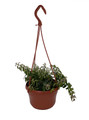 Twister Lipstick Plant - Aeschynanthus - 6" Hanging Basket