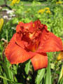 Moses Fire Daylily - Hemerocallis - Rebloomer - Quart Pot