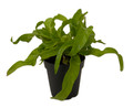 Hurricane Bird's Nest Fern - Asplenium antiquum - 4" Pot