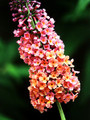 Bicolor Butterfly Bush - 2.5" pot - Buddleia - Rare Butterfly Bush Color