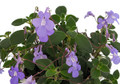 Concord Blue Cape Primrose Plant - Streptocarpella - 2.5" Pot