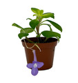Blueberry Creme Cape Primrose Plant - Streptocarpella - 2.5" Pot