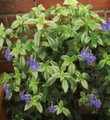 Blueberry Creme Cape Primrose Plant - Streptocarpella - 2.5" Pot