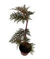 Begonia Bipinnatifida / Fern Leaf Begonia -2.5" Pot- House Plant or Terrarium