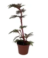 Begonia Bipinnatifida / Fern Leaf Begonia -2.5" Pot- House Plant or Terrarium