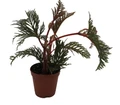 Begonia Bipinnatifida / Fern Leaf Begonia -2.5" Pot- House Plant or Terrarium