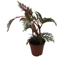 Begonia Bipinnatifida / Fern Leaf Begonia -2.5" Pot- House Plant or Terrarium