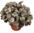 Five and Dime Begonia Plant - 3.7" Pot - Easy House Plant