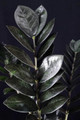 Black Queen ZZ Plant - Zamioculcas - 4" Pot - Collector's