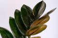 Black Queen ZZ Plant - Zamioculcas - 4" Pot - Collector's