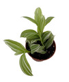 Creme n Green Tradescantia - 2.5" Pot
