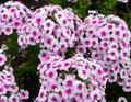 Ka-Pow® White Bicolor Phlox Perennial - Phlox paniculata - Quart Pot