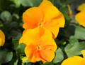 Halo Golden Yellow Hardy Violet Perennial  - Viola - Quart Pot