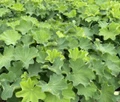 Auslese Lady's Mantle Perennial - Alchemilla - Live Plant - Quart Pot