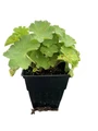 Auslese Lady's Mantle Perennial - Alchemilla - Live Plant - Quart Pot