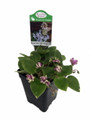 Humpty Doo Mini African Violet - 2.5" Pot - Terrariums/Fairy Gardens/Houseplant