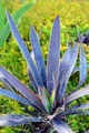 Magenta Magic - Yucca aloifolia - Purple Foliage - 4" Pot - Indoors or Out