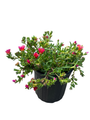 Ocean Sunset Orange Glow Ice Plant - Perennial - Delosperma - Gallon Pot