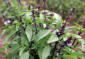 Thai Basil - Dark Purple Flowers - 4" Pot - Live Plant