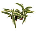 White Edged Lucky Bamboo Plant - Dracaena sanderiana - 2 Pack 2" Pots