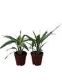 White Edged Lucky Bamboo Plant - Dracaena sanderiana - 2 Pack 2" Pots